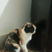 گربه خانگی|گربه|بیرجند, |دیوار