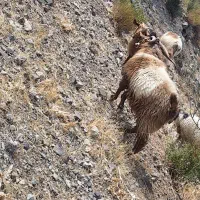 تعدادی گوسفند نری و چپش چاق