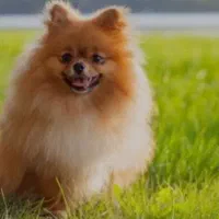 سگ پامر ..پامرانین