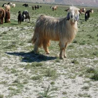 پازن( بز.میش)