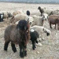 فروش 25 راس میش بره دار و ابستن گلون|حیوانات مزرعه|کازرون, |دیوار