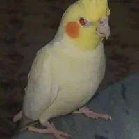 عروس هلندی|پرنده|مریوان, |دیوار