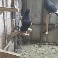 کفتر پلنگ|حیوانات|کرمان, |دیوار