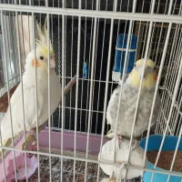 عروس هلندی مولد