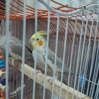 یک جفت عروس هلندی بالغ و تک سخنگو|پرنده|قرچک, محمد آباد|دیوار