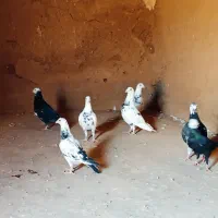 کفتر فروشی سوسکی سفید و سوسکی سبز