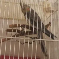 سلام معاوضه عروس هلندی ۱۱ماهه سخنگو نیم اهلی