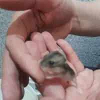 همستر تعدادی همستر سالم و بازیگوش ب فروش میرسو