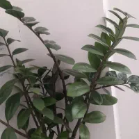 گل طبیعی زامفولیا|گل و گیاه طبیعی|شیروان (خراسان), |دیوار