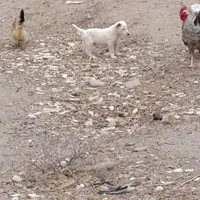 سگ افقان|سگ|سیرجان, |دیوار