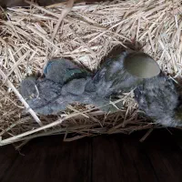 طوطی برزیلی