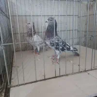 کفترسرور|پرنده|قم, تعویض پلاک|دیوار