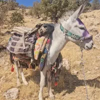 الاغ جوان ۴سال نر مایون پر وگله ای بشرط|حیوانات مزرعه|گچی, |دیوار