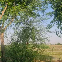 زمین کشاورزی