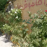اکیب مجرب کارگر خوزستانی