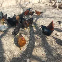 مرغ و خروس|حیوانات مزرعه|ملایر, |دیوار