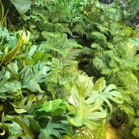 گل وگیاه|گل و گیاه طبیعی|کنگاور, |دیوار