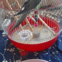 فروش عروس هلندی