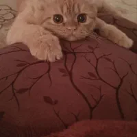 گربه پرشین گارفیلدی