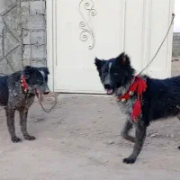 سگ بومی|سگ|اصفهان, منتظرالمهدی|دیوار