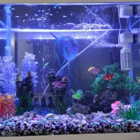 اکواریوم شرکتی با ماهی ها|ماهی|رشت, جماران|دیوار