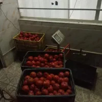 گوجه ولایتی