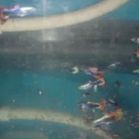 فروش گوپی|ماهی|آستانه اشرفیه, |دیوار