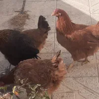 فروش مرغ تخمگذار. پا پر  و محلی تخم مرغ بزرگ|حیوانات مزرعه|ابهر, |دیوار