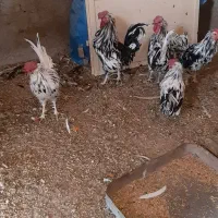 چندعددخروس گلین سالم وسرحال