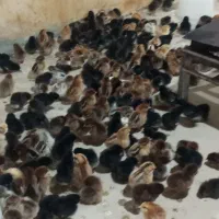 جوجه محلی گلپایگانی