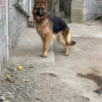 واگذاری ژرمن ماده