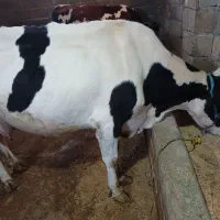 گاو شیری|حیوانات مزرعه|بیستون, |دیوار