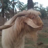 فروش یک راس بز نر|حیوانات مزرعه|ارزوئیه, |دیوار