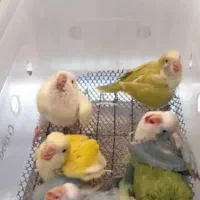 راهب و گیرینچیک سرلاکی دونخور نر ماده سخنگو دستی