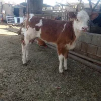 گاو زایبده درجه یک|حیوانات مزرعه|بهبهان, |دیوار