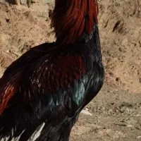 جوجه برزیلی|پرنده|کلاترزان, |دیوار