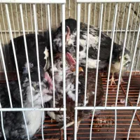 فروش جوجه گلین ۴۰ روزه