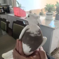 طوقی|پرنده|یاسوج, |دیوار