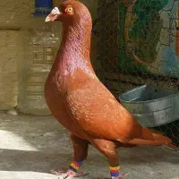 سینه سیاه عتیقه