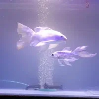 سه تاماهی کوی سوپرباله عروس|ماهی|قم, انصار‌الحسین|دیوار