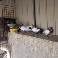 کفتر پرشی|پرنده|قم, هنرستان|دیوار