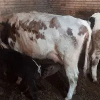 گاو شیری|حیوانات مزرعه|تبریز, |دیوار