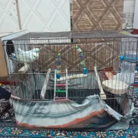 جفت طوطی کوتوله معاوضه