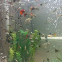 ماهی گوپی *مولد*|ماهی|اصفهان, برزان|دیوار