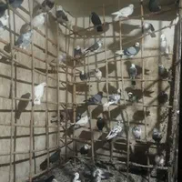 کفتر پرشی