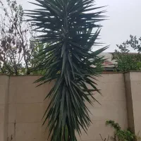 یوکا بلند برای ویلا