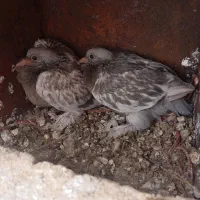 پنج عدد کبوتر گوگ اصل