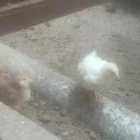 گلین و لاری|حیوانات مزرعه|رشت, پاره بیجار|دیوار