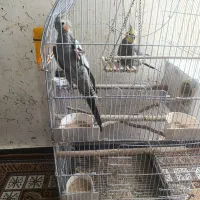 جفت پرنده|پرنده|شوشتر, |دیوار