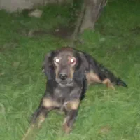 سگ شکاری|سگ|رشت, پل تالشان|دیوار